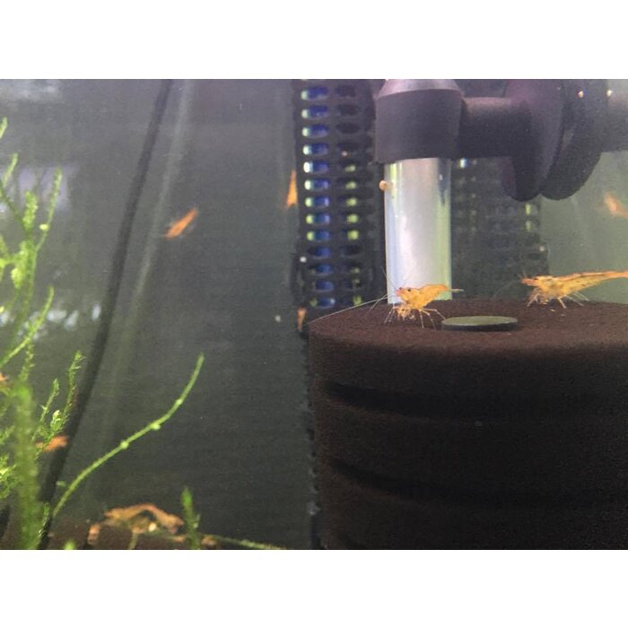 Onlineaquarium spullen Tangerine tiger garnalen