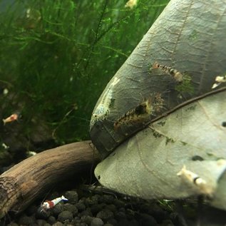 Tibee (tigerbee) shrimp