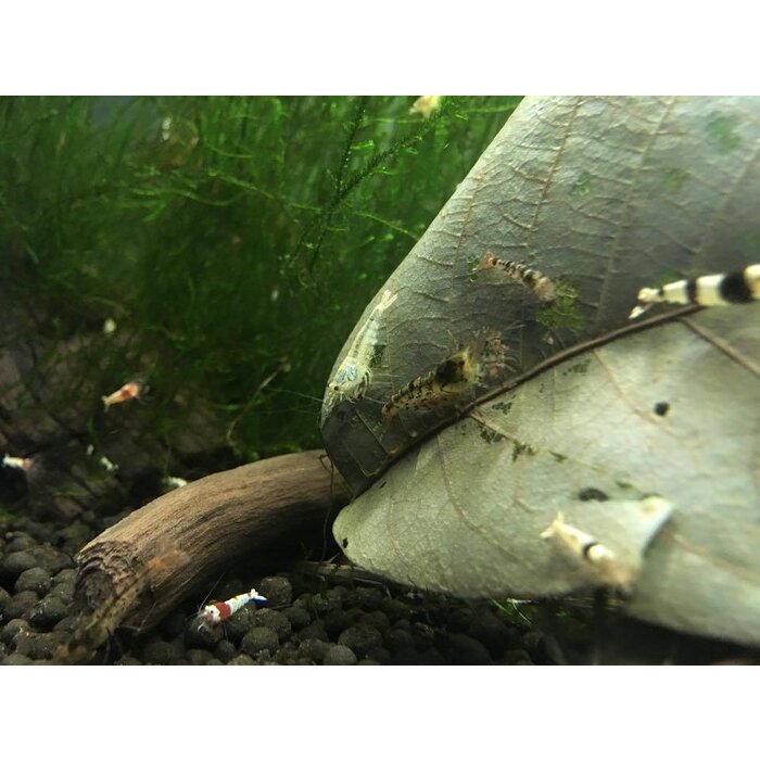 Onlineaquarium spullen Tibee (tigerbee) shrimp