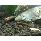Tibee shrimp