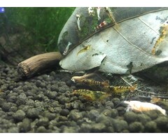 Onlineaquarium spullen Tibee Garnelen
