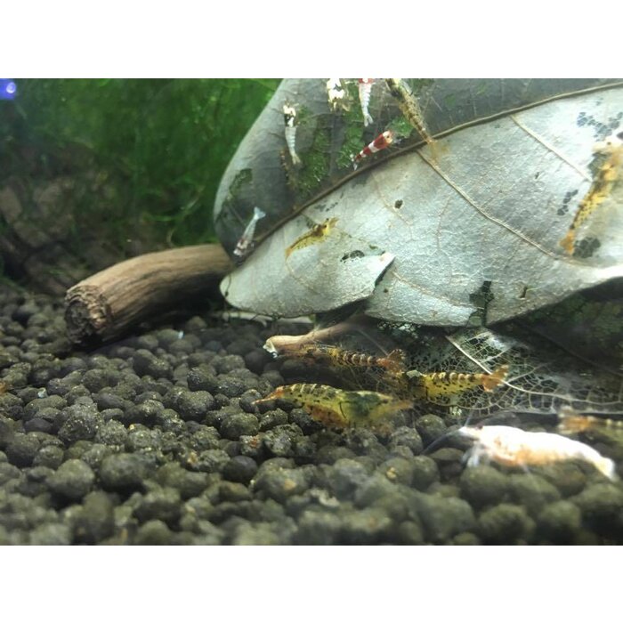 Onlineaquarium spullen Tibee (tigerbee) garnalen