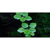 Tropica Limnobium laevigatum - In vitro cup