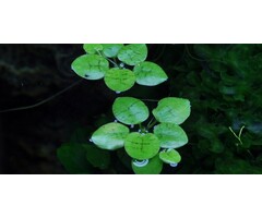 Tropica Limnobium laevigatum - In vitro cup