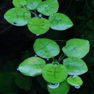 Tropica Limnobium laevigatum - In vitro cup