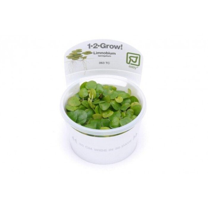 Tropica Limnobium laevigatum - Kikkerbeet