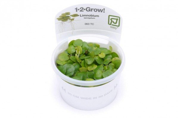 Tropica Limnobium laevigatum - Kikkerbeet