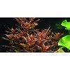 Tropica Rotala macrandra - In vitro cup