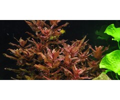 Tropica Rotala macrandra - In vitro cup