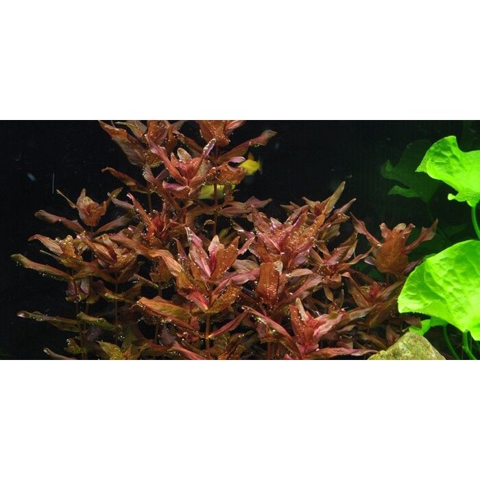 Tropica Rotala macrandra - In vitro cup
