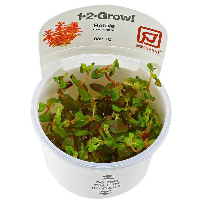 Tropica Rotala macrandra - In vitro cup