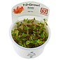 Tropica Rotala macrandra - In vitro cup