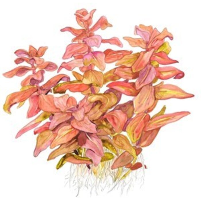 Tropica Rotala macrandra - In vitro cup