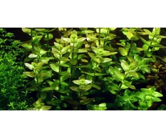 Tropica Bacopa caroliniana - In vitro cup