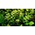 Bacopa caroliniana - In vitro cup