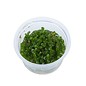 Tropica Bacopa caroliniana - In vitro cup