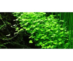 Tropica Hydrocotyle tripartita - In vitro cup