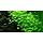 Hydrocotyle tripartita - In vitro cup
