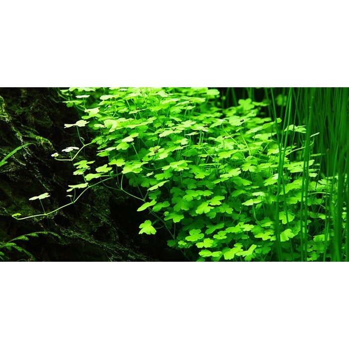 Tropica Hydrocotyle tripartita - In vitro cup