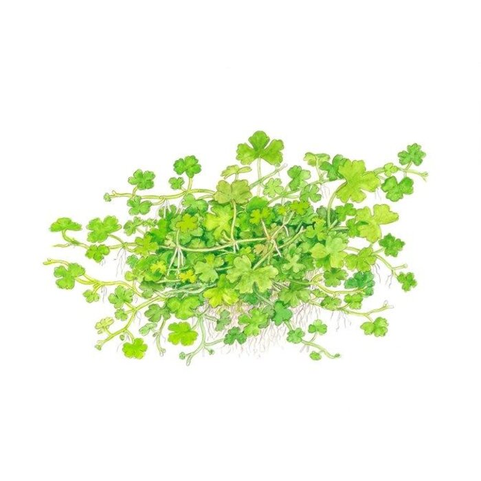 Tropica Hydrocotyle tripartita - In vitro cup