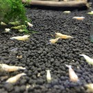 Onlineaquarium spullen Golden bee garnele