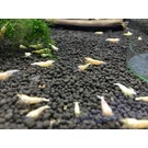 Onlineaquarium spullen Golden bee shrimp