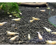 Onlineaquarium spullen Golden bee garnalen