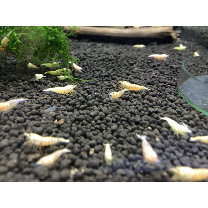 Onlineaquarium spullen Golden bee garnele