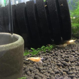 Onlineaquarium spullen Golden bee shrimp