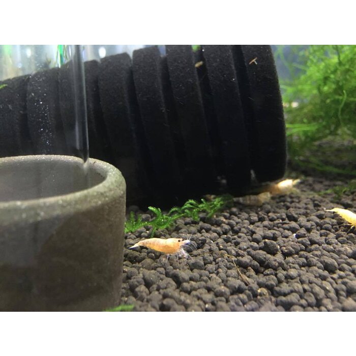 Onlineaquarium spullen Golden bee garnalen