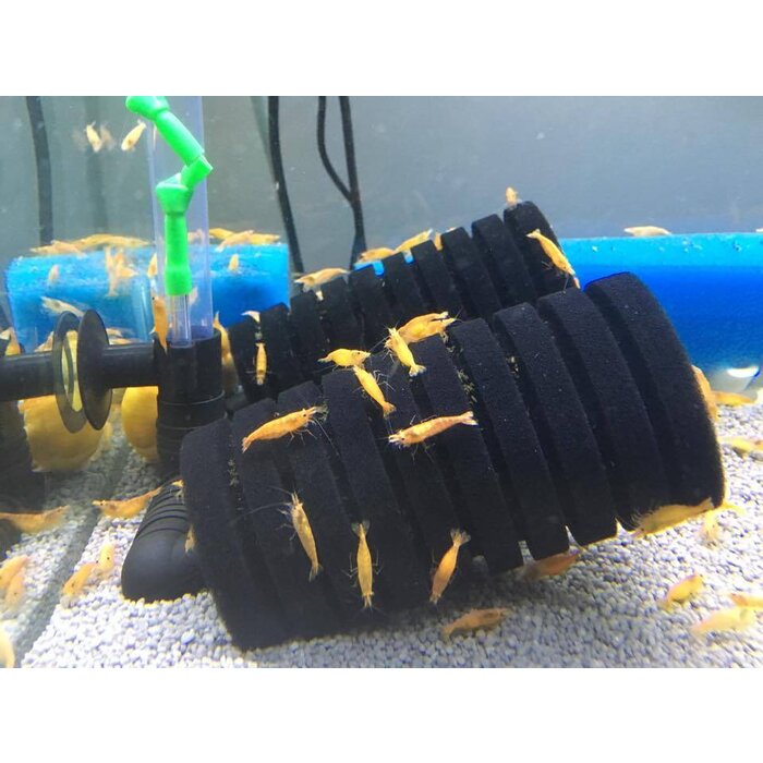 Onlineaquarium spullen Oranje sakura