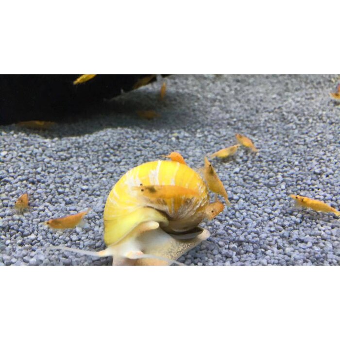 Onlineaquarium spullen Oranje sakura