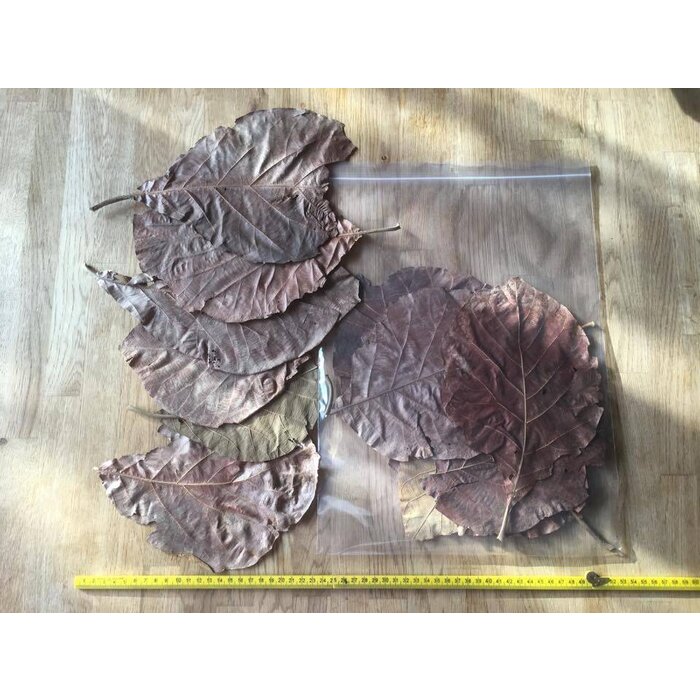 Onlineaquarium spullen Teak leaves