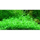 Tropica Glossostigma elatinoides - In vitro Cup