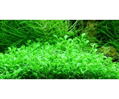 Tropica Glossostigma elatinoides - In vitro Cup