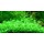 Glossostigma elatinoides - In vitro cup