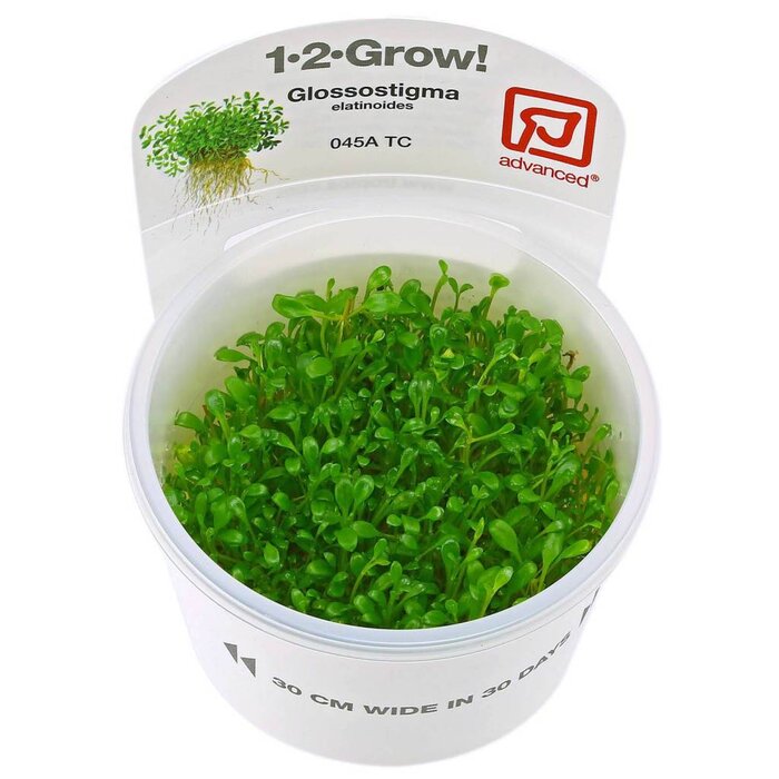 Tropica Glossostigma elatinoides - In vitro Cup