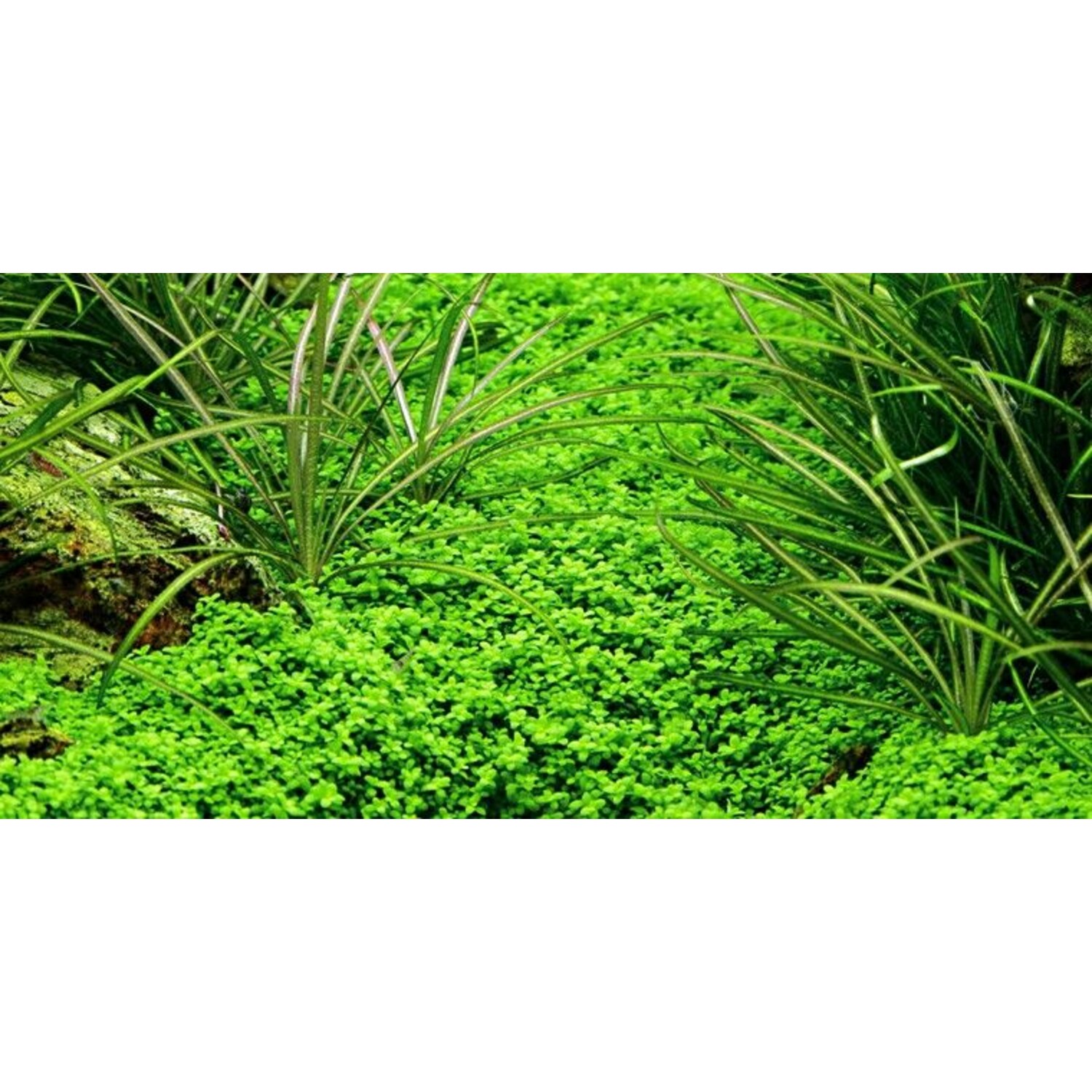 feng shui plante norocoase Broasca Banilor (Chan Chu) din Alamă cu Cristale Norocoase main image 1