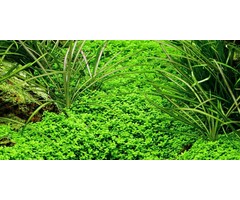 Tropica Hemianthus callitrichoides 'Cuba' - In vitro cup