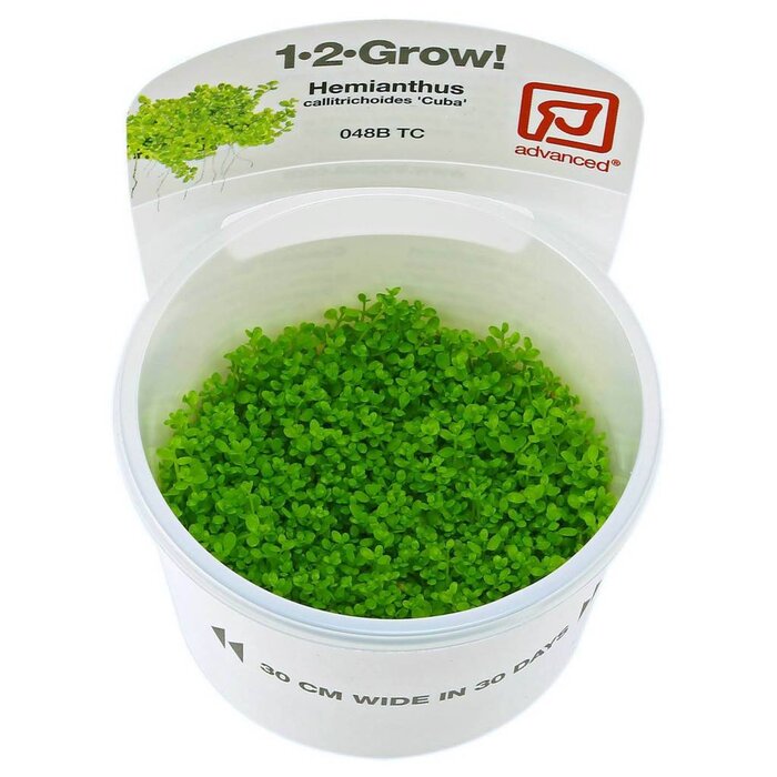 Tropica Hemianthus callitrichoides 'Cuba' - In vitro cup