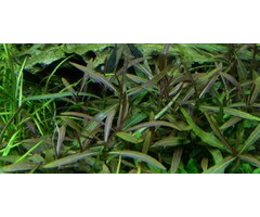 Tropica Hygrophila Araguaia - In vitro cup