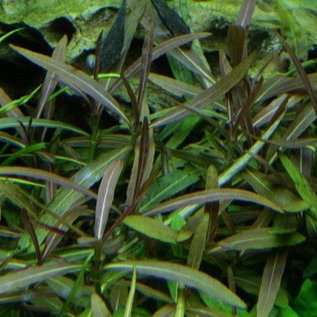 Tropica Hygrophila Araguaia - In vitro Cup