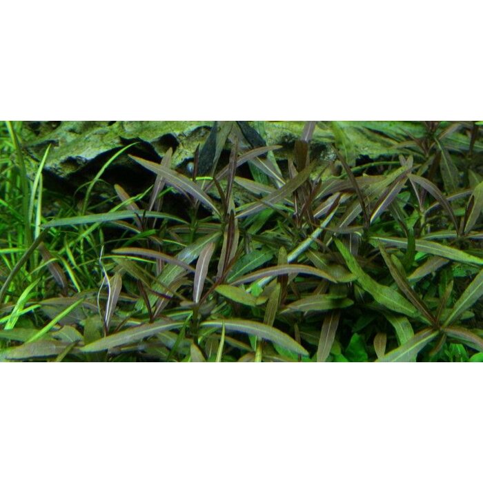 Tropica Hygrophila Araguaia - In vitro Cup