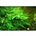 Taiwan moss