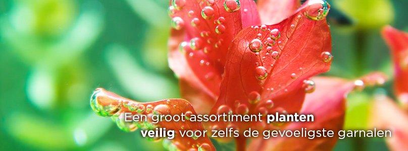 Aquariumplanten, veilig voor garnalen!