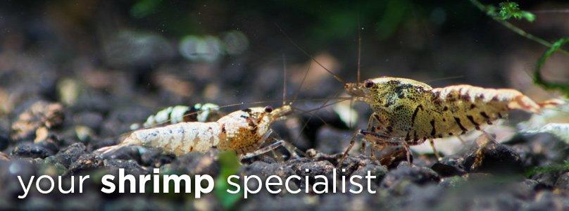 Your shrimp specialist