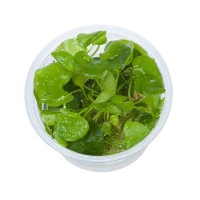Tropica Nymphoides hydrophylla ''taiwan'' - In vitro cup