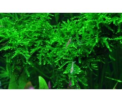 Tropica Weeping moss - In vitro cup