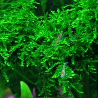 Tropica Weeping moss - In vitro cup