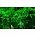 Weeping moss - In vitro cup